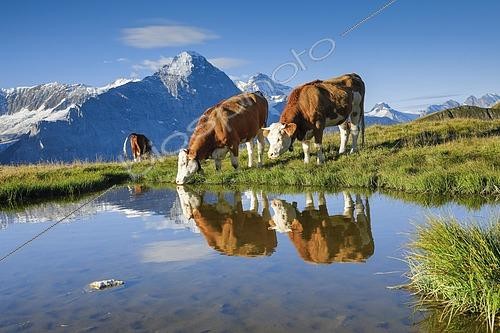 Biosphoto | 2460110 | Cows in front of Eiger and Jungfrau, Bernese Oberland, Switzerland, Europe | &copy; Patrick Frischknecht / imageBROKER / Biosphoto