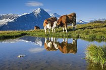 Biosphoto | 2460111 | Cows in front of Eiger and Jungfrau, Bernese Oberland, Switzerland, Europe | &copy; Patrick Frischknecht / imageBROKER / Biosphoto