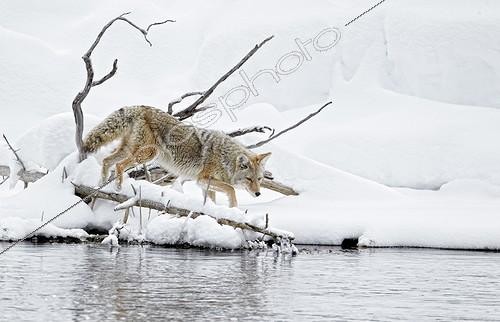 Biosphoto | 1290949 | Coyote next to a river Yellowstone NP Wyoming USA | &copy; Ignacio Yufera / Biosphoto