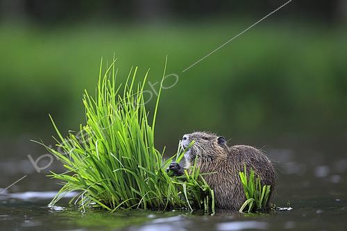 Biosphoto | 2574718 | Coypu (Myocastor coypus) eating vegetation on a pond. | &copy; Christophe Perelle / Biosphoto