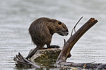 Biosphoto | 2609613 | Coypu (Myocastor coypus) on a rock in the water, natural area of the Allan, Brognard, France. | &copy; Dominique Delfino / Biosphoto