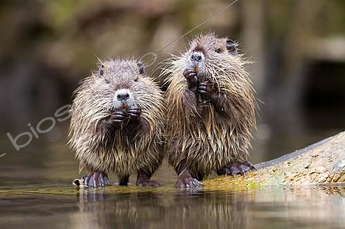 Biosphoto | 2100740 | Coypus (Myocastor coypus), eating at the edge of water, France | &copy; Olivier Gutfreund / Biosphoto