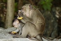 Biosphoto | 1481957 | Crab-eating macaque (Macaca fascicularis) | &copy; Andreas Rose / imageBROKER / Biosphoto