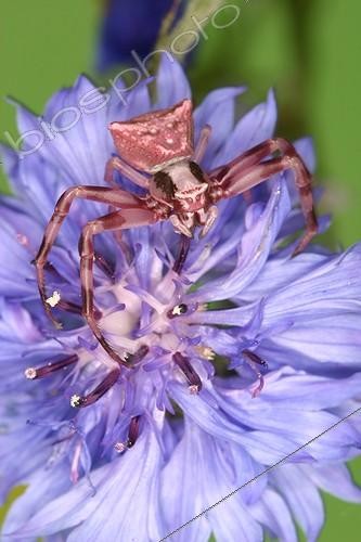 Biosphoto | 696810 | Crab Spider at steal on a flower in a shrubland | &copy; Jacques Rosès / Biosphoto