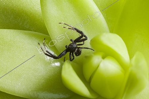 Biosphoto | 1808428 | Crab spider male in summer France | &copy; Olivier Miniato / Biosphoto