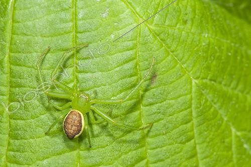 Biosphoto | 1880199 | Crab Spider on a leaf Lorraine France | &copy; Stéphane Vitzthum / Biosphoto