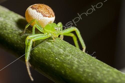 Biosphoto | 1922087 | Crab spider on a rod - France  | &copy; Olivier Miniato / Biosphoto