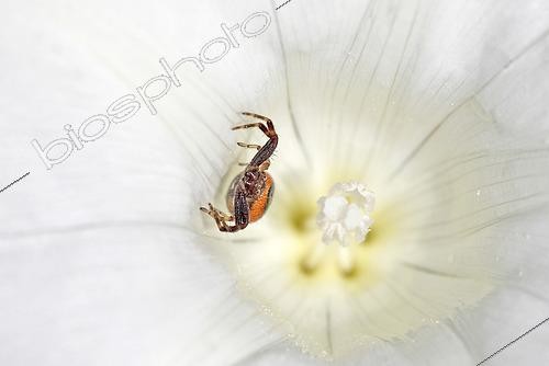 Biosphoto | 2615370 | Crab spider (Synema globosum) in the flower of a hedge bindweed (Convolvulus sepium), at the edge of an old meander of the Rhine, in the National Nature Reserve of the Robertsau and La Wantzenau forest massif, Strasbourg, Alsace, France. | &copy; Yves Noto Campanella / Biosphoto