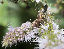 Biosphoto | 2166802 | Crab spider (Xysticus bifasciatus) capturing a wild bee (Lasioglossum sp), Regional Natural Park of Northern Vosges, France | &copy; Michel Rauch / Biosphoto