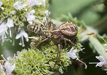 Biosphoto | 2166803 | Crab spider (Xysticus bifasciatus) capturing a wild bee (Lasioglossum sp), Regional Natural Park of Northern Vosges, France | &copy; Michel Rauch / Biosphoto