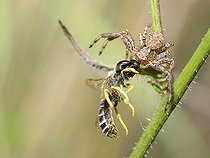 Biosphoto | 2069566 | Crab spider (Xysticus cristatus) capturing a Bee (Halictus sp), Lembach, Northern Vosges Regional Nature Park, Alsace, France | &copy; Michel Rauch / Biosphoto