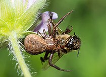 Biosphoto | 2445686 | Crab Spider (Xysticus cristatus) catching a Honey bee (Apis mellifera), Vosges du Nord Regional Natural Park, France | &copy; Michel Rauch / Biosphoto