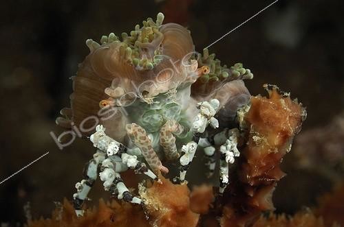 Biosphoto | 1879094 | Crabe-araignée décorateur (Cyclocoeloma tuberculata), Komodo, Indonesia | &copy; Borut Furlan / WaterFrame / Biosphoto