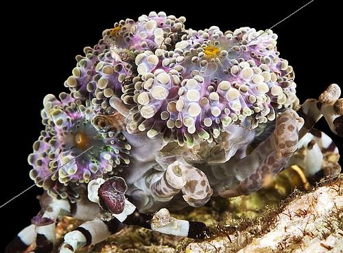 Biosphoto | 2090623 | Crabe-araignée décorateur (Cyclocoeloma tuberculata), Misool, Raja Ampat, west Papua, indonesia | &copy; Mathieu Foulquié / Biosphoto