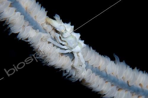 Biosphoto | 2043988 | Crabe araignée (Lissocarcinus orbicularis) sur Corail noir - Panglao Philipines | &copy; Steve De Neef / Visual and Written - Photo Collection / Biosphoto