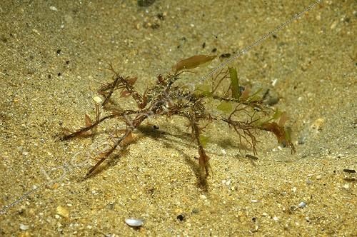 Biosphoto | 1420223 | Crabe araignée (Macropodia sp.) sur le sable près de l'île d'Oléron France | &copy; Bruno Guénard / Biosphoto