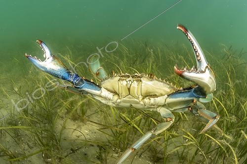 Biosphoto | 2612071 | Crabe bleu américain (Callinectes sapidus), espèce envahissante originaire des côtes atlantiques américaines. Etang de Diana (Corse), France | &copy; Mathieu Foulquié / Biosphoto