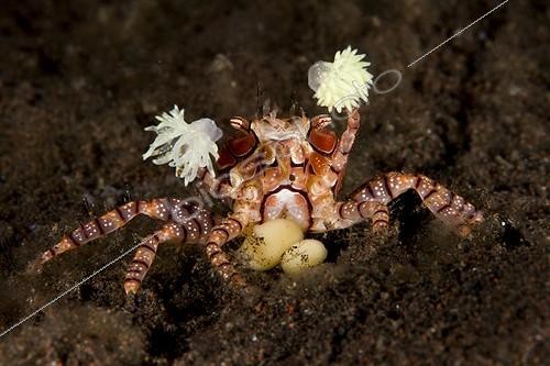 Biosphoto | 2064681 | Crabe boxeur (Lybia tessellata), Raja Ampat, Indonésie | &copy; Fabien Michenet / Biosphoto