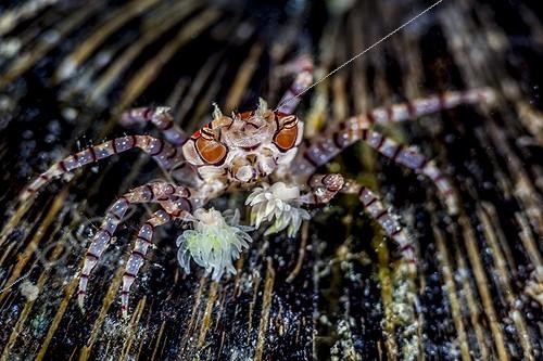 Biosphoto | 2042071 | Crabe boxeur (Lybia tessellata) sur une noix de coco, Indonésie. Cette espèce maintient dans chacune de ses pinces une petite anémone aux tentacules urticants dont il se sert pour capturer sa nourriture et effrayer ses agresseurs. | &copy; Fabien Michenet / Biosphoto