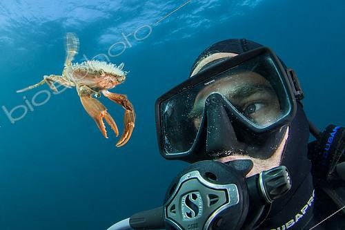 Biosphoto | 2396431 | Crabe de Henslow (Polybius henslowii) nageant en pleine eau face à un plongeur, Maroc | &copy; Mathieu Foulquié / Biosphoto