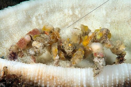 Biosphoto | 2081443 | Crabe décorateur (Camposcia retusa), Mer de Bohol, Cebu, Philippines | &copy; Andrey Nekrasov / imageBROKER / Biosphoto