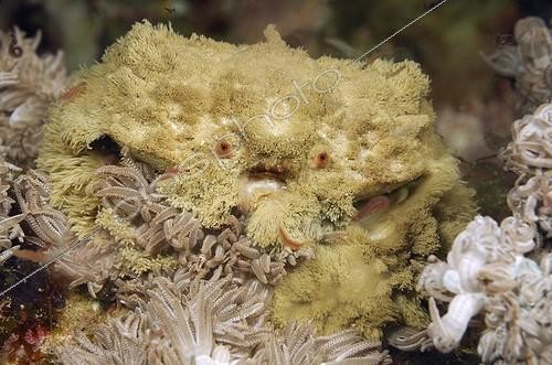 Biosphoto | 1879105 | Crabe-éponge (Dromiidae), Komodo, Indonésie | &copy; Borut Furlan / WaterFrame / Biosphoto