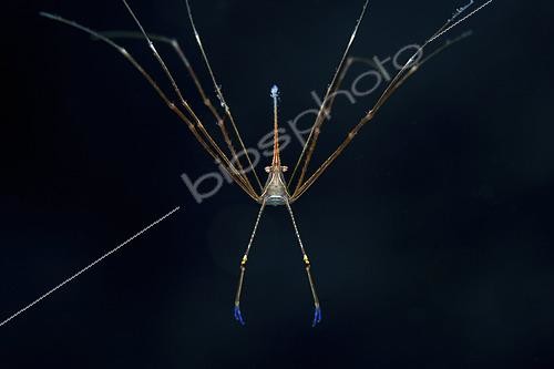 Biosphoto | 2420957 | Crabe flèche à nez pointu (Stenorhynchus seticornis) chutant en position  parachute , Atoll Turneffe, Belize | &copy; Ethan Daniels / WaterFrame / Biosphoto
