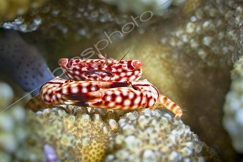 Biosphoto | 1293788 | Crabe gardien de coraux (Trapezia tigrina) Tahiti | &copy; Fabien Michenet / Biosphoto