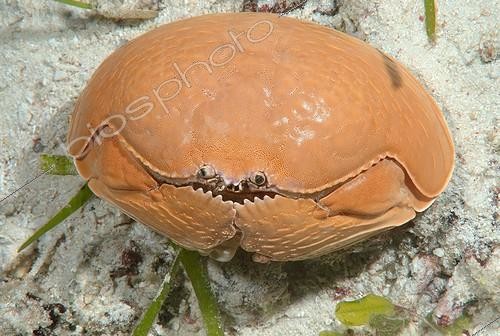 Biosphoto | 2041316 | Crabe honteux géant (Calappa calappa) - Mer de Bohol Cebu Philipinnes | &copy; Andrey Nekrasov / imageBROKER / Biosphoto
