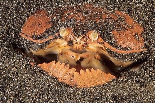 Biosphoto | 65639 | Crabe honteux se cachant dans sable volcanique Manado Sulawesi | &copy; Jean Cassou / Biosphoto
