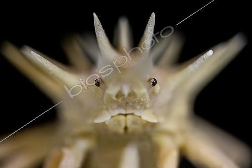 Biosphoto | 2620041 | Crabe (Majidae sp). Ce crabe de la famille des Majidae a été pêché à plusieurs centaines de mètres de profondeur dans l'Atlantique nord-est.  Faune marine ; Collection de l'IFREMER ; Brest.   L'ambitieux projet de l'IFREMER « Pourquoi pas les abysses ? » a pour objectif d’accélérer les connaissances sur la biodiversité des grands fonds. Il va permettre d'étudier à grande échelle la distribution de la biodiversité marine présente dans les fosses abyssales et de progresser dans l'identification de ces espèces méconnues. La mission AMIGO2018 entre Saint-Pierre-et-Miquelon et Brest fait partie d'un cycle | &copy; Gilles Martin / IFREMER / Biosphoto