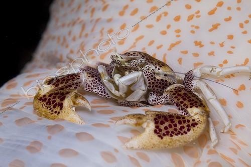 Biosphoto | 1900269 | Crabe porcelaine des anémones sur une anémone Indonésie | &copy; Fabien Michenet / Biosphoto