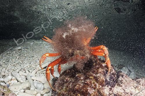 Biosphoto | 2136455 | Crabe rouge (Gecarcoidea natalis) femelle relâchant ses oeufs en mer, île Christmas | &copy; Reinhard Dirscherl / Biosphoto