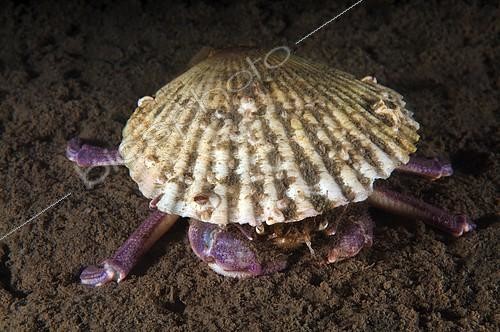 Biosphoto | 2166359 | Crabe samouraï (Paradorippe granulata) caché sous une coquille de Pecten, mer du Japon, kraï du Primorié, Russie | &copy; Andrey Nekrasov / imageBROKER / Biosphoto