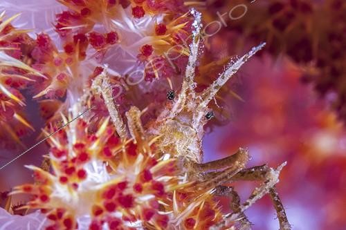 Biosphoto | 1900268 | Crabe sur Corail mou Indonésie | &copy; Fabien Michenet / Biosphoto