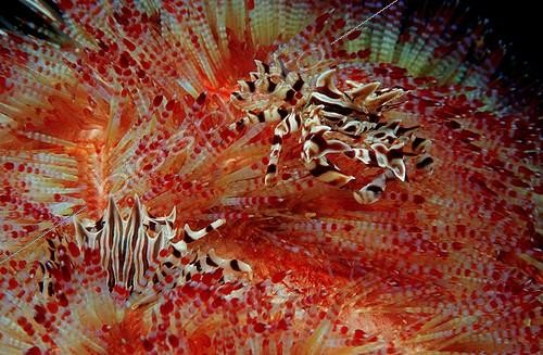 Biosphoto | 750328 | Crabes zèbres (Zebrida adamsii) sur Oursin de feu (Asthenosoma varium), Komodo, Indonésie | &copy; Wolfgang Poelzer / WaterFrame / Biosphoto