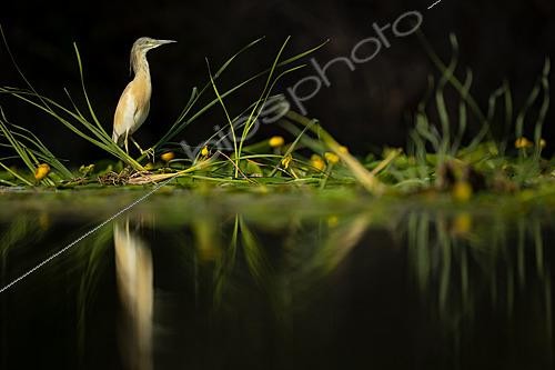 Biosphoto | 2627770 | Crabier chevelu (Ardeola ralloides) au bord de l'eau dans une faible luminosité, avec son reflet visible, Mérida, Badajoz, Espagne. | &copy; Pablo Barrena / Biosphoto