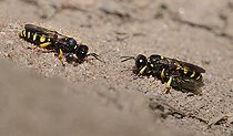 Biosphoto | 2544965 | Crabron criblé (Crabro cribarius) mâle et femelle transportant une mouche, sa proie qu'elle va enterrer dans sa galerie, Parc naturel régional des Vosges du Nord, France | &copy; Michel Rauch / Biosphoto