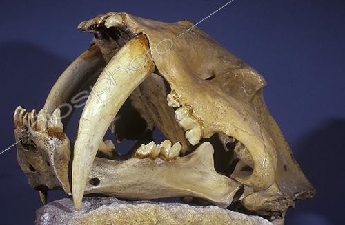 Biosphoto | 36628 | Crâne de Tigre aux dents de sabre (Smilodon californicus), Quaternaire, USA | &copy; Daniel Heuclin / Biosphoto