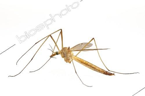 Biosphoto | 1651393 | Crane Fly profile on white background | &copy; Michel Gunther / Biosphoto