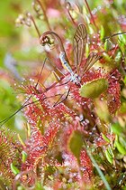 Biosphoto | 1934977 | Crane Fly trapped by Roundleaf Sundew - Vosges France | &copy; Bruno Mathieu / Biosphoto