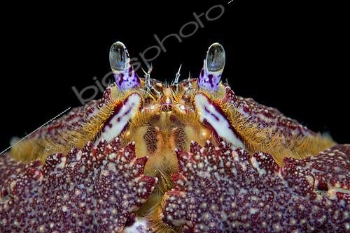 Biosphoto | 2403879 | Crane honteux (Cryptosoma cristatum) sur fond noir, Tenerife, Canaries | &copy; Sergio Hanquet / Biosphoto