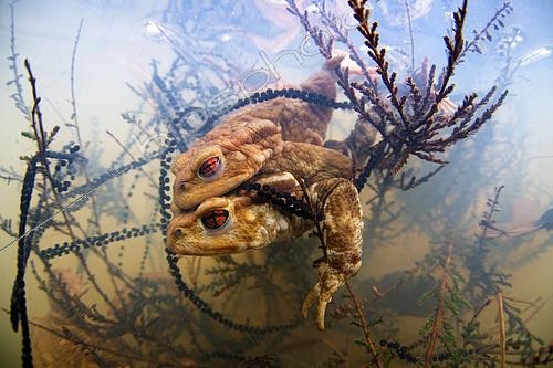 Biosphoto | 2598273 | Crapaud commun (Bufo bufo) Amplexus des crapauds dans une mare et ponte, commune de Valencay, Indre, France | &copy; Bruno Guénard / Biosphoto