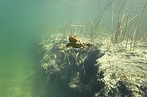 Biosphoto | 1249066 | Crapaud commun nageant dans un lac Jura France | &copy; Michel Loup / Biosphoto