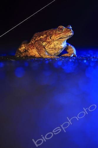 Biosphoto | 2619424 | Crapaud épineux (Bufo spinosus) traversant une route durant la période pré-nuptiale afin de rejoindre une mare pour se reproduire, Normandie, France | &copy; Christophe Perelle / Biosphoto