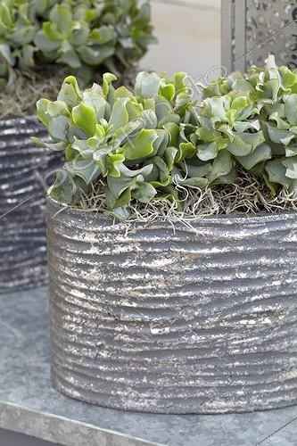 Biosphoto | 1628228 | Crassula ; Crassula arborescens | &copy; Visions Botanical / Visions Pictures / Biosphoto