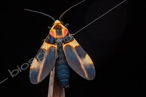 Biosphoto | 2465621 | Cratoplastis (Cratoplastis rectiradia) sur fond noir, Saramaca, Guyane | &copy; Frank Deschandol & Philippe Sabine / Biosphoto