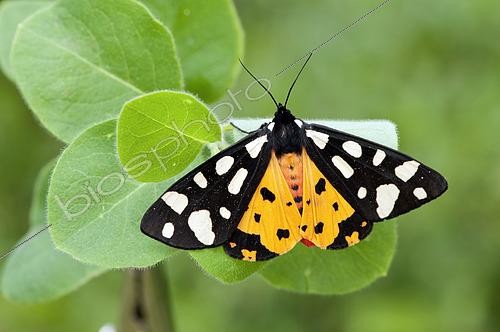 Biosphoto | 2552662 | Cream-spot Tiger (Arctia vilica) resting on unknown plant during day, Piedmont, Iraly | &copy; Tonči Maletic / Biosphoto