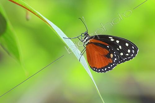 Biosphoto | 2204178 | Cream-spotted Clearwing (Tithorea tarricina pinthias) placed on a leaf closed wings, Costa Rica | &copy; Jean Mayet / Biosphoto