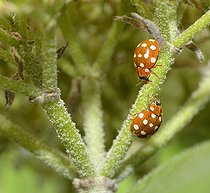 Biosphoto | 2074246 | Cream Spotted Lady-beetle (Calvia quatuordecimguttata), Regional Natural Park of Northern Vosges, France | &copy; Michel Rauch / Biosphoto